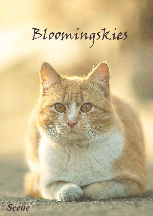 Bloomingskies2