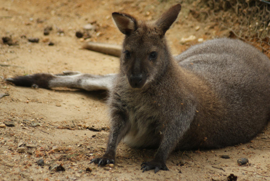 sweet kangaroo