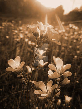 Sepia Light