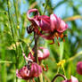 Turk's Cap Lily III