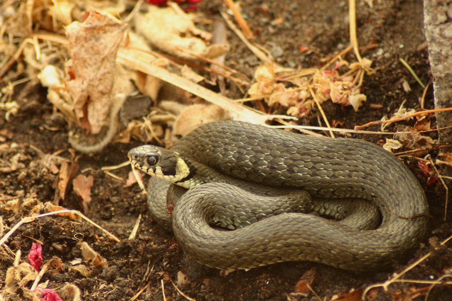 Grass Snake by Gunpowdersmoke