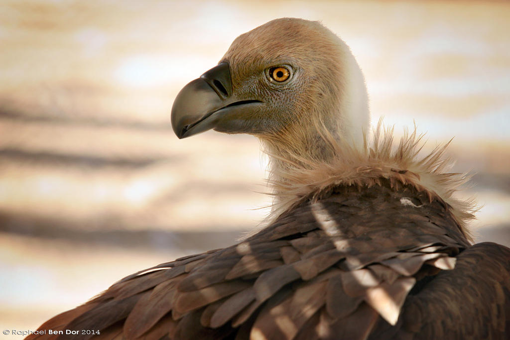 Griffon Vulture Portrait