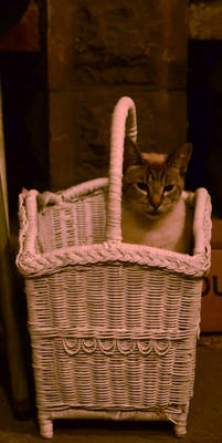 Zaphod in a Basket