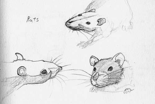 Rat head study