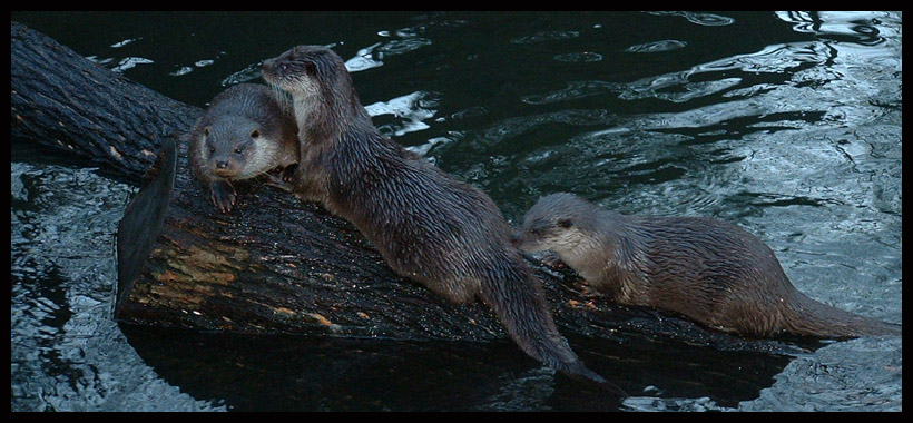 how cute are otters