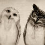 The Owls Three