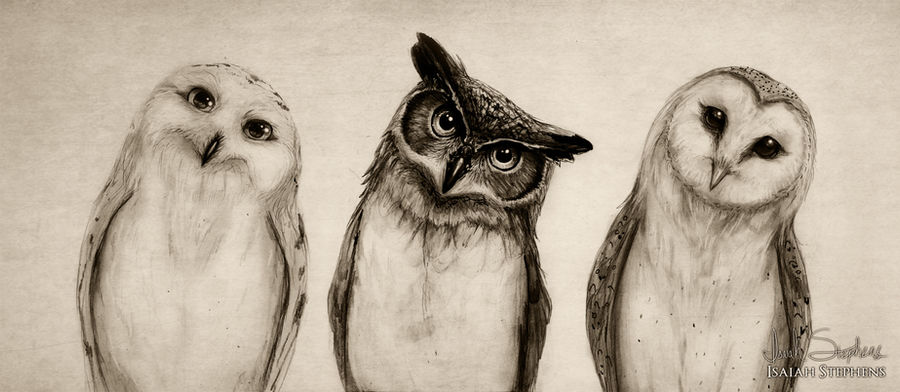 The Owls Three