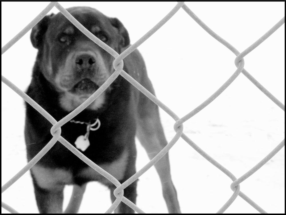 guard dog by hcube on DeviantArt