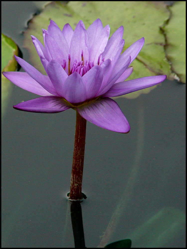 pond flower