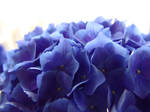 blueflowers by hcube
