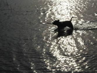 Dog on lake with bone