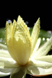 WaterLily 2