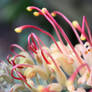 Grevillia