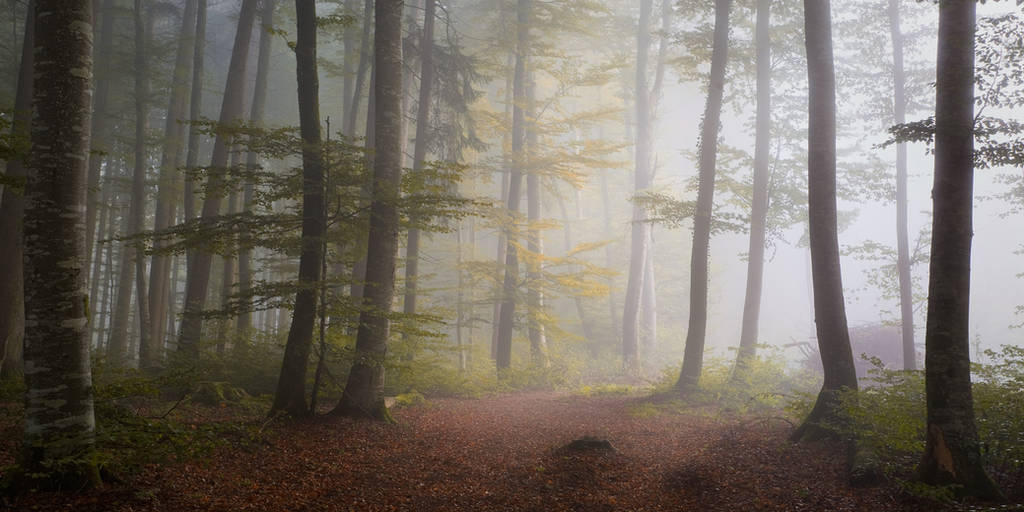Nebel by Bibwue