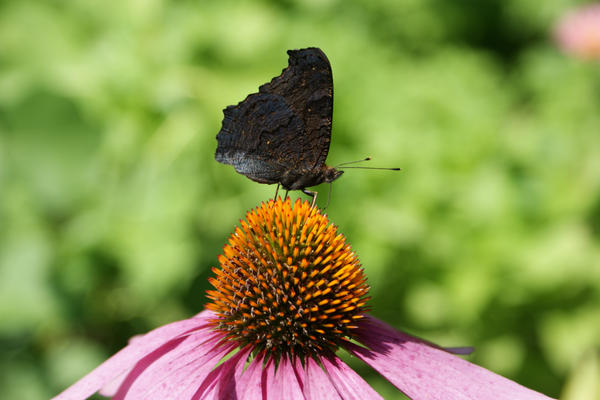 insect no. 0003535352 by BobIsYourUncle on DeviantArt