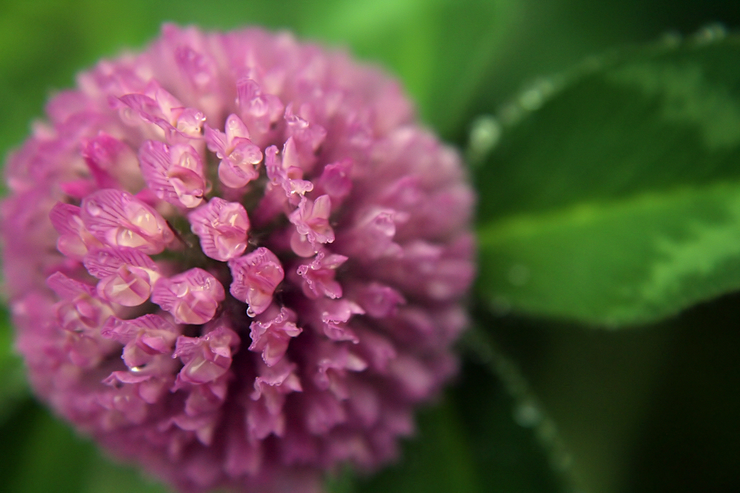 red clover