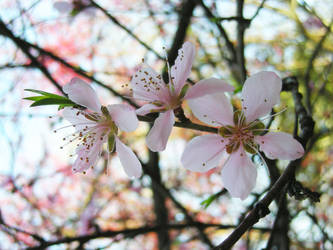 Peach Blossoms 2