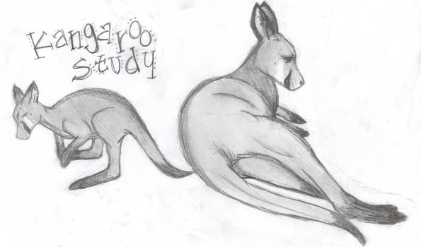 my kangaroo study