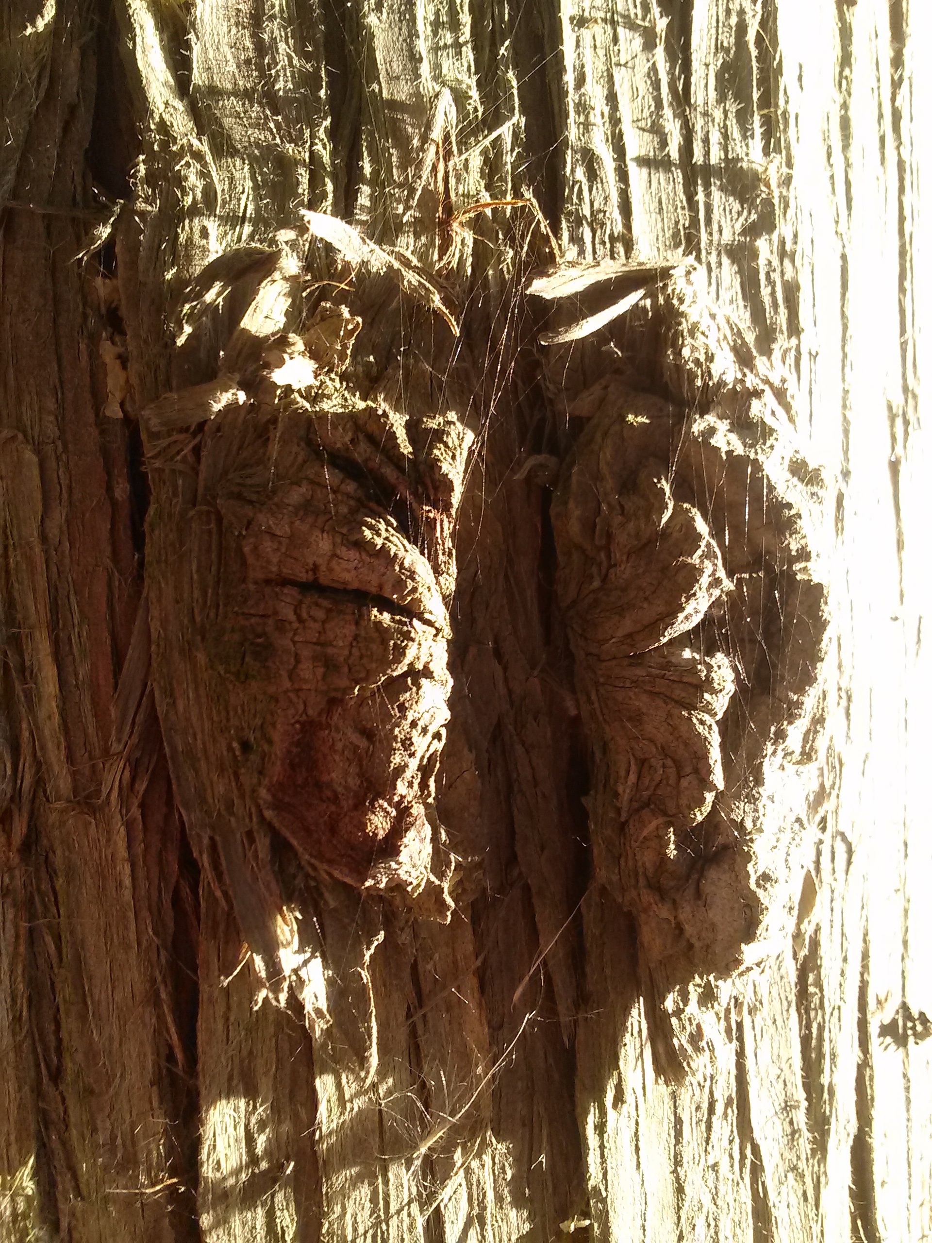 Knotted Tree Bark