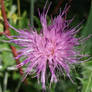 A Thistle Bloom