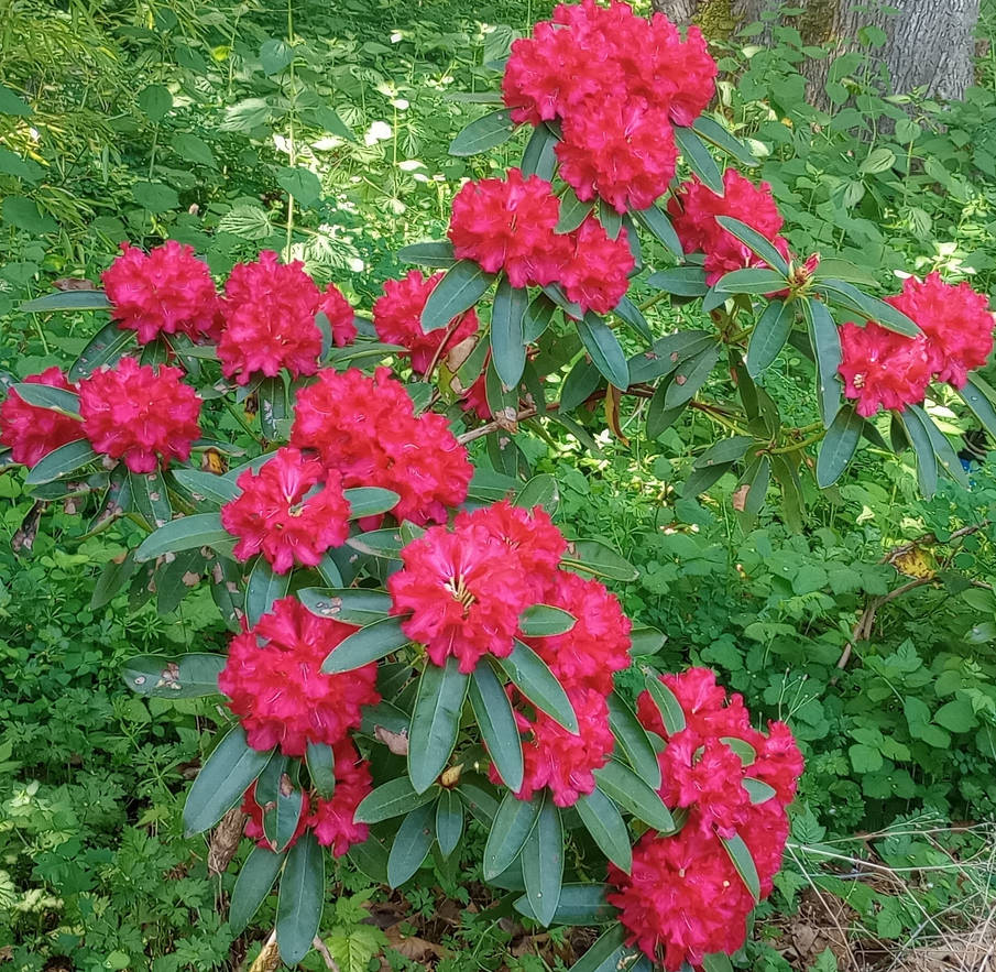 Red Ridon's A Red Rhododendron by Jenn-Fairywing on DeviantArt