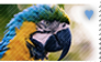 Macaw stamp