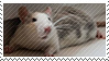 Pet rat stamp