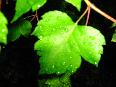 Rain on leaves