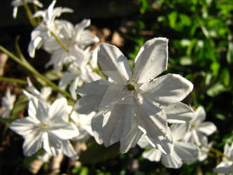 White fake flowers