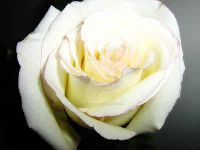 White Rose