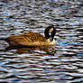 Goose In water