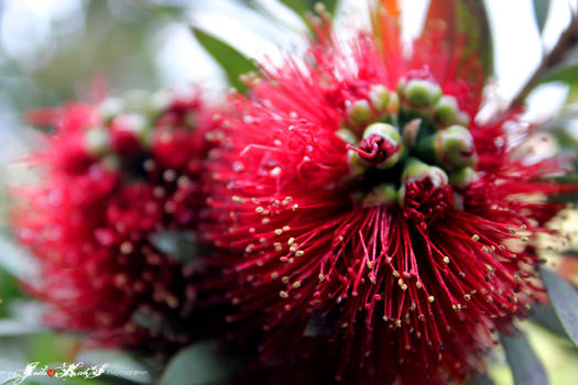 Callistemon, In Bloom