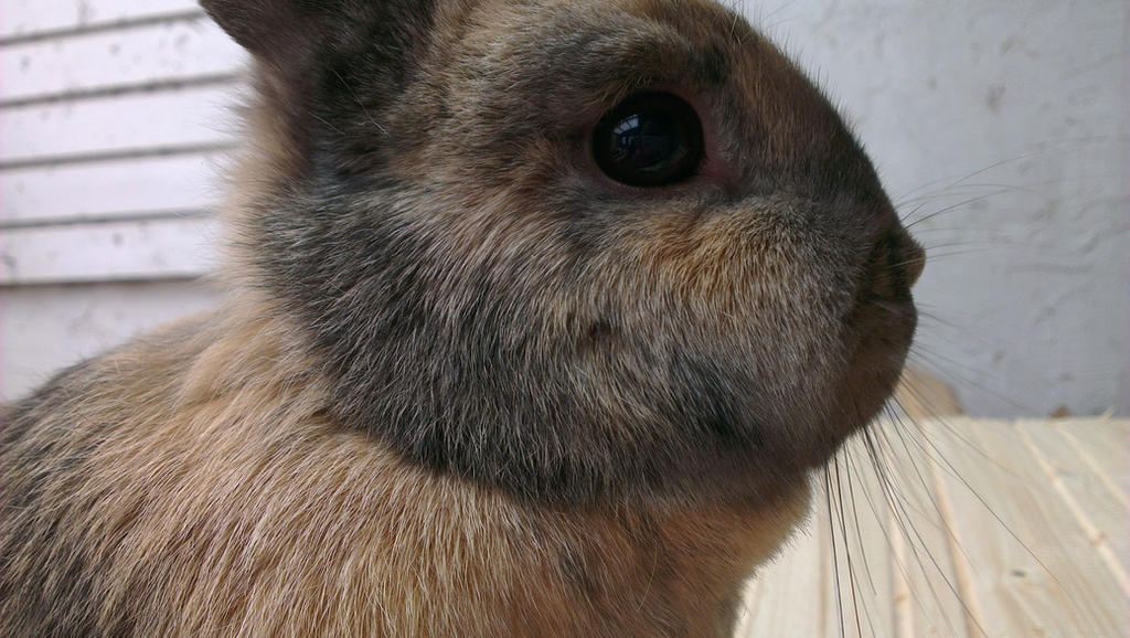 Tolar Rabbits Rabbit by Tayour on DeviantArt
