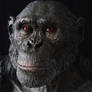 Chimpanzee sculpt - close up