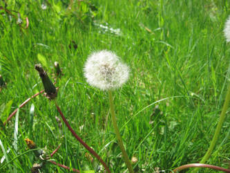 Dandelion