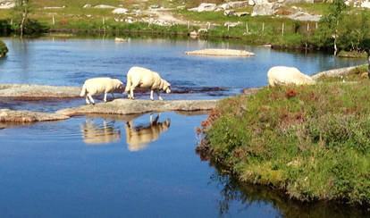 Sheep crossing the river