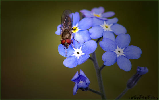 Bug on flower