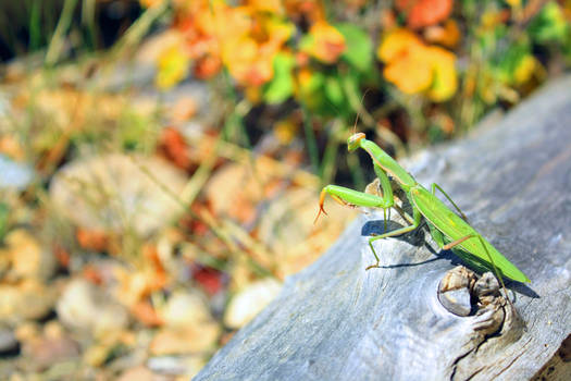 Praying Mantis