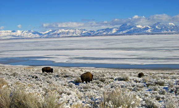 Where the Bison Roam