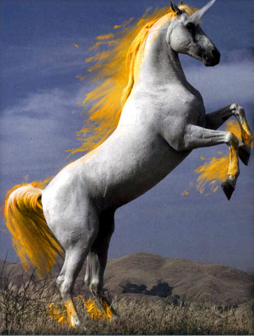 RAPIDASH