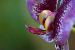 Orchid