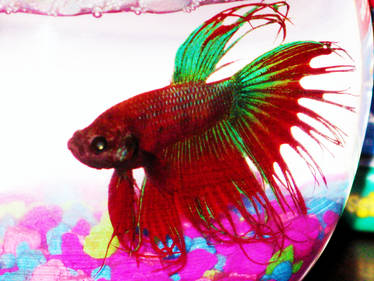 Betta Fish