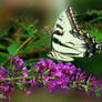 Eastern Tiger Swallowtail