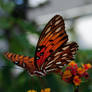 Gulf Fritillary Butterfly 2