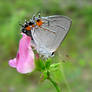 Gray Hairstreak Butterfly 1