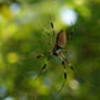 Golden Orb Weaver 1