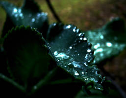 Water Leaf