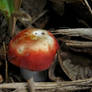 Charmimg Red Top Mushroom