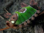 Saddleback Moth Caterpillar 2 by Squirrelflight-77