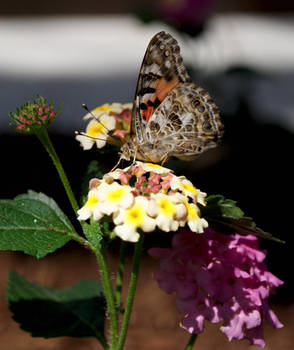 Painted Lady Ventral View